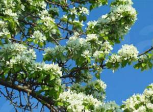 Предусмотрено посадить около 15000 деревьев и 20000 розовых кустов