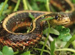 Snake spotted in Yerevan district