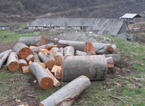 Նախկին անտառապետը՝ պաշտոնյաների ապօրինությունների մասին