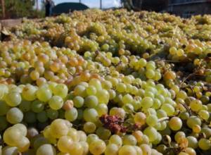 Երևանի կոնյակի գործարանը  պնդում է, որ գումարը փոխանցված է