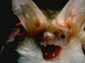 Не ввозили летучих мышей