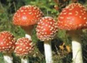 Սնկից թունավորում Տավուշում՝ մահվան ելքով