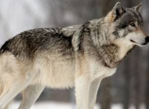Официально принимается волчий мех