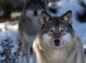 Animal rights advocates deplore wolf hunting in Armenia
