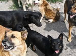 Wandering dogs killed 25 small cattle