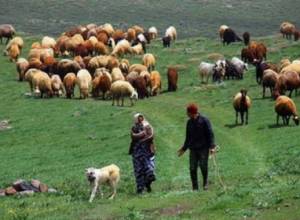 Иранец: "Наши овцы пасутся в РА, тут же и будет создана бойня"
