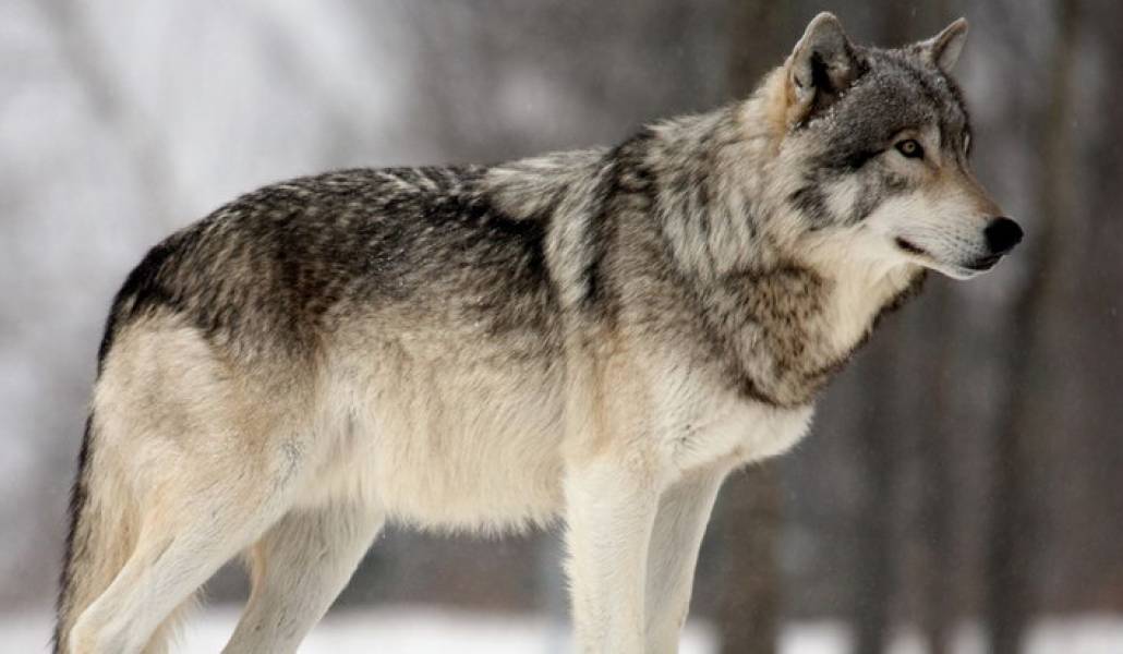 Grey-Wolf-3