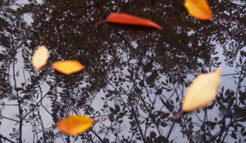 a4af398655be1a448992f876cabe317c