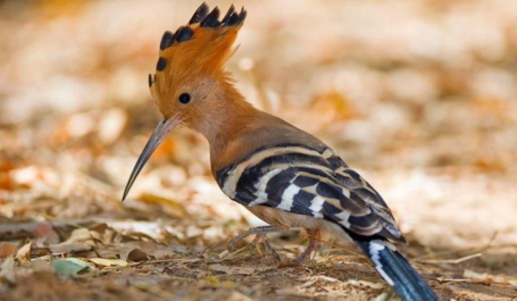 madagascar_hoopoe