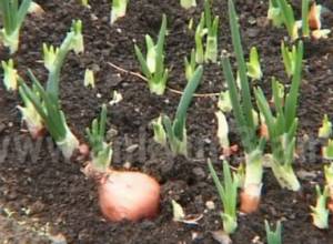 Shnogh resident pleased with income received from onion cultivation