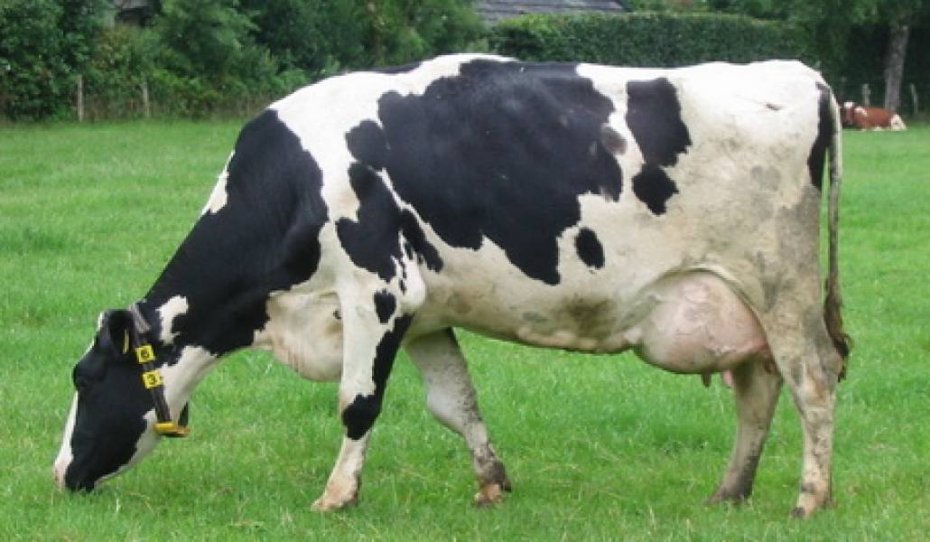 Koe_in_weiland_bij_Gorssel