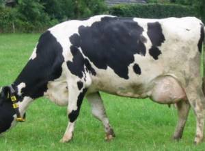 Գյուղացիներից կաթը կմթերվի նախկին գներով. նախարարություն