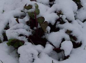 Snow returns to Vanadzor, Spitak and Stepanavan