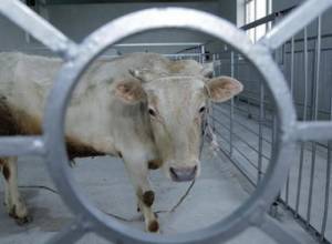 Նոր ժամանակակից սպանդանոց