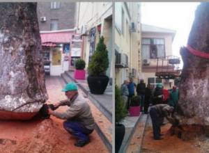 Были срублены огромные платаны