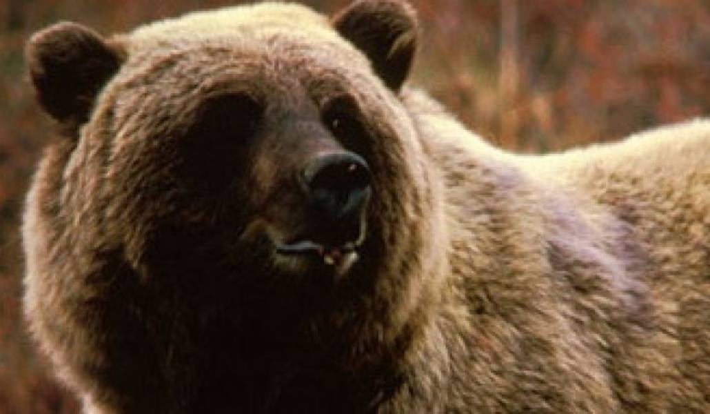 961adc03fd17b69ac560ffdf95f21fe0