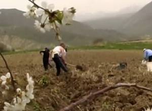 Միայն հո ուտելով չի, գյուղացուն էլ է կանխիկ գումար հարկավոր