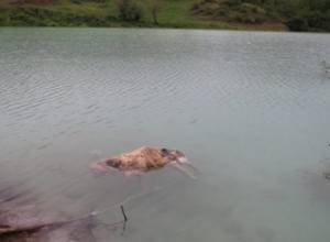 Calf spotted in tailing dump