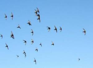 Bird flu worries: Specialist says there is always a risk of bird flu outbreak