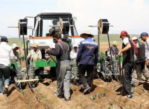 ՀՀ-ում առաջին անգամ բանջարեղենի մշակություն է իրականացվում մեքենայացված եղանակով