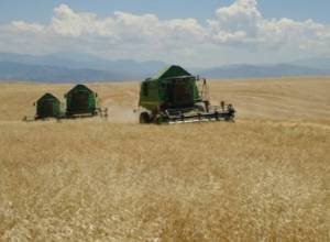 Արցախում բերքահավաք է. հավաքվել է ավելի քան 3300 տոննա գարի