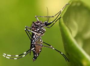 15 млн драм для борьбы с комарами