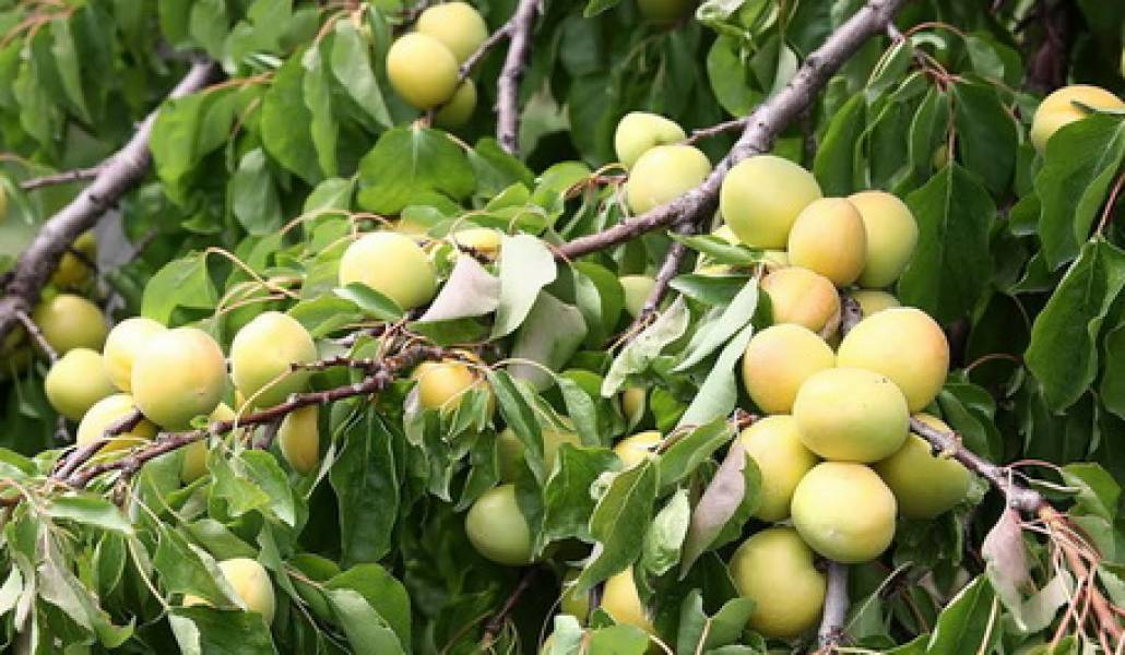 apricot