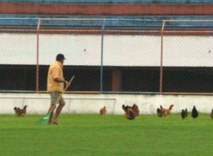 Футбольный клуб держит кур