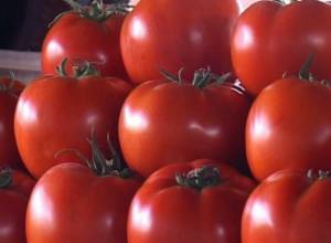 Processing companies started to purchase tomatoes