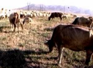 Հայկական բիզնեսը գնում է Վրաստան