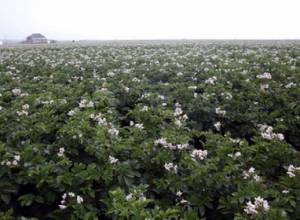 Խաթարվում է շուկայում կարտոֆիլի բավարար մատակարարումը