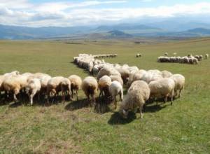Հովիվ է կորել. նա 4 երեխաների հայր է