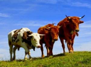 Կառավարությունը պարզել է, որ 453 տոհմային երինջի կարիք կա