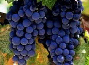 Minister: Entire grape harvest will be procured