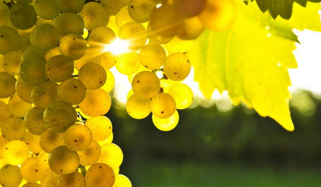 grape