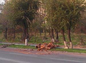 Сруб деревьев на ереванских улицах