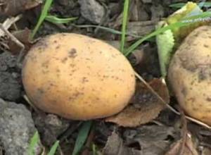 Из посеянного мешка картофеля получают пол-мешка корма для животных