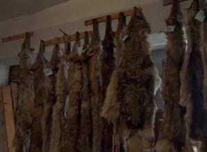 Приняли 200 волчьих шкур