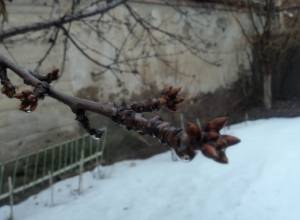 Ծառերը Ավանում բողբոջել են