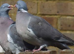 Полиция раскрыла кражу голубей