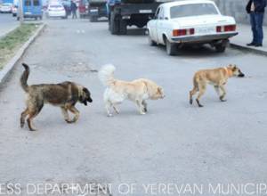 В Ереване появятся собаки, которые носят особый ошейник