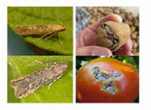 Ինչպես պայքարել կարտոֆիլի ցեցի և լոլիկի հարավամերիկյան ցեցի դեմ