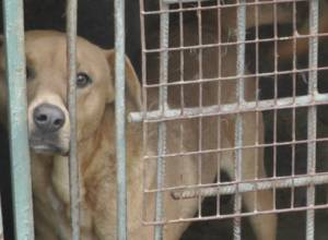 Unknown persons broke into clinic of “Unigraph-X” and took the animals away