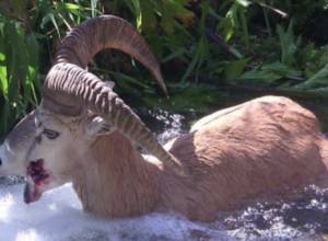 Red-listed mufflon and antelope were poached: EcoLur