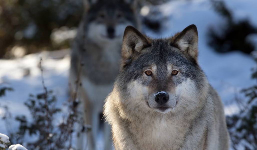 angry-grey-wolf-new-hd-wallpapers-download-wolf-images