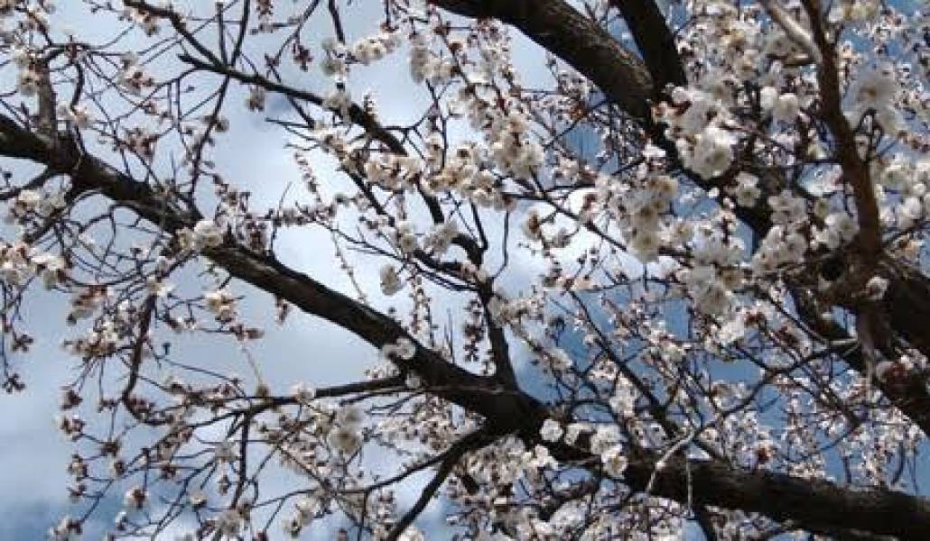 spring