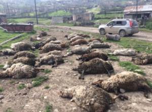 Талыш – след войны (фотографии)