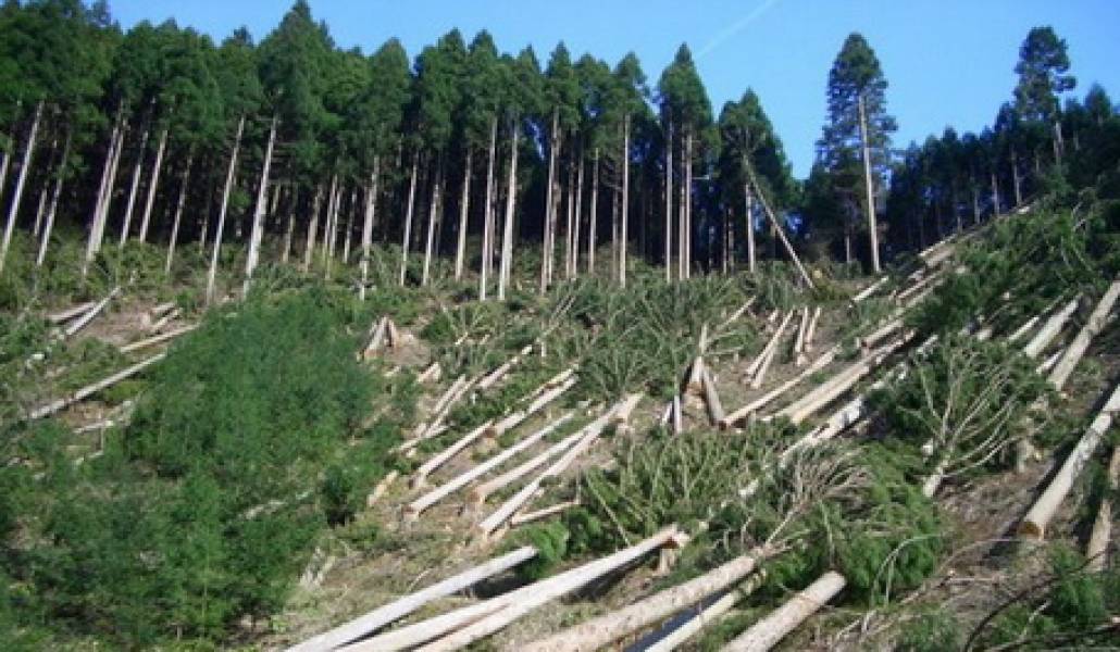 deforestation1