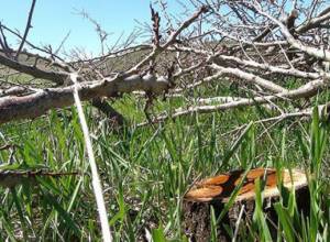 EcoLur: Apricot orchards felled down in Gndevaz village for construction of heap leach plant