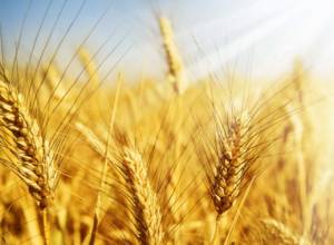 FAO: Global prices of key staple food commodities rose in April